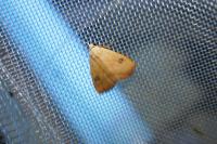 Rivula sericealis