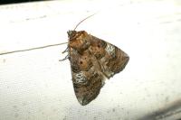 Tethea ocularis