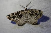 Fagivorina arenaria
