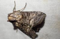 Abrostola asclepiadis