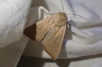 Mythimna sicula