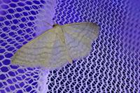 Idaea subsericeata
