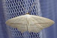 Scopula emutaria