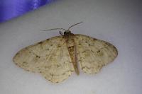 Ectropis crepuscularia