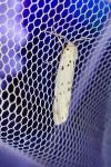 Coscinia cribraria cribraria
