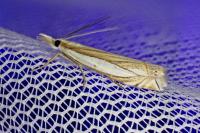 Crambus pascuella