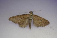 Eupithecia scopariata