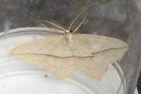 Timandra comae
