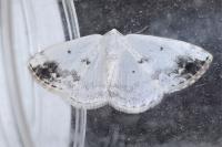 Lomographa temerata