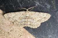 Hypomecis punctinalis