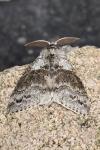 Calliteara pudibunda