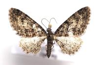 Eupithecia cocciferata