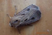 Agrotis exclamationis exclamationis