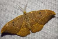 Watsonalla binaria