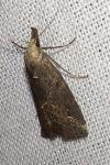 Schrankia costaestrigalis