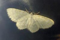 Asthena albulata