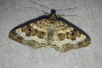 Epirrhoe alternata