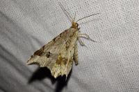 Macaria alternata