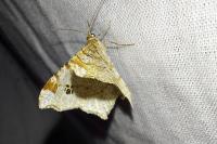 Macaria notata