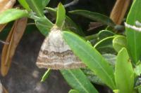 Synthymia fixa