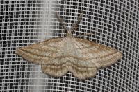 Perconia strigillaria