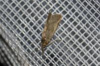 Hypochalcia ahenella