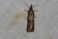 Hypochalcia ahenella