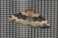 Epirrhoe galiata