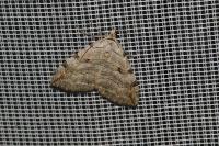 Aplocera efformata/plagiata