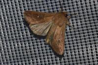 Mythimna albipuncta