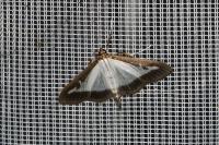 Cydalima perspectalis