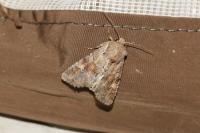 Apamea sordens