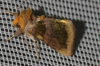 Diachrysia chrysitis