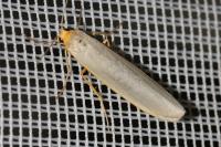 Eilema caniola