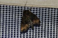Oligia