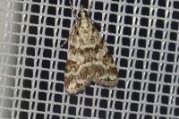 Scoparia pyralella