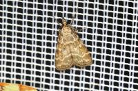Scoparia pyralella