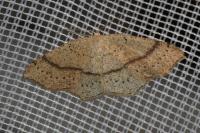 Cyclophora punctaria