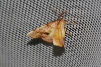 Plagodis dolabraria