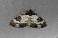 Melanthia procellata