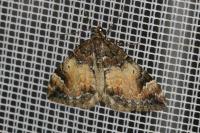 Dysstroma truncata