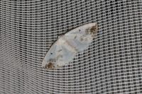 Lomographa temerata