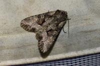 Lacanobia w-latinum