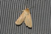 Mythimna pallens