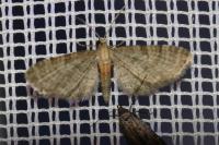 Eupithecia haworthiata