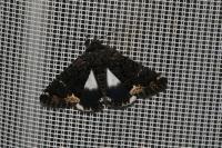 Catephia alchymista
