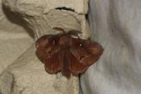 Dendrolimus pini pini