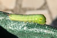 Hippotion celerio