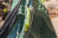 Hippotion celerio