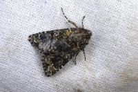 Hadena filograna